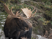 Bull Moose portrait 