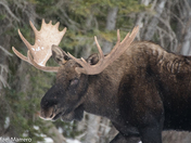 Bull Moose portrait 2