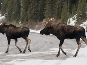 bull moose 3