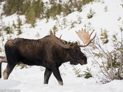 bull moose 4