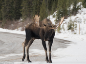 bull moose 5