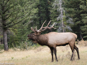 bull elk calling 
