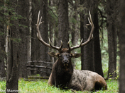 a king rest in  the forest 