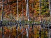 Autumn Beaver Pond