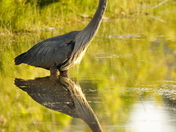 Golden Hour Reflection