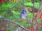 Shy Blue Jay