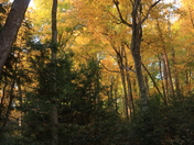 Autumn in Happy Valley Forest