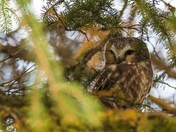 Northern Saw-Whet Owl
