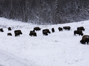 Buffaloes 