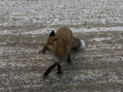 Red Fox 