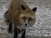 Red fox closeup