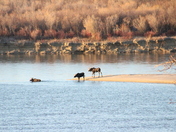 Moose - Three Amigos 