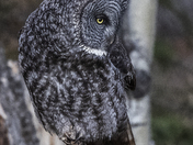 Great Gray Owl
