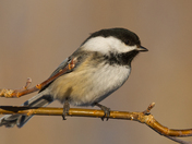 Black-capped Chickadee