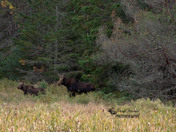 Female and Baby Moose 