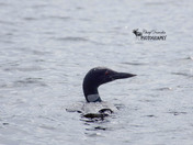 Common Loon