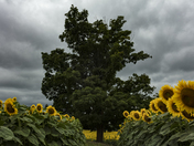 Remembering Last Summer