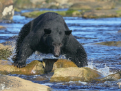 Gonna Get That Salmon