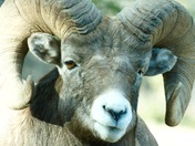 Big Horn Ram