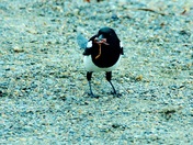 Jasper Magpie