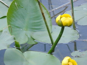 Water Lily with Damsel Fly Shed