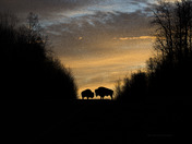 Bison At Sunset