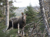Nova Scotia Moose
