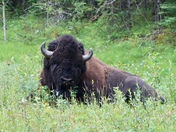 Buffalo