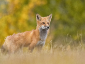 Scruffy the Fox