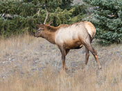 Grazing Elk