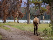 Bull Elk