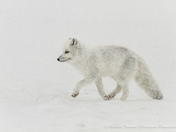 Arctic Fox on a snowy day