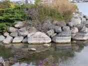 The Stones Record The Water Level  History