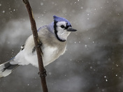 Blue Jay and snow on a stick.