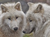 Arctic Wolves