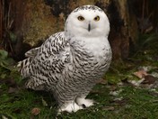 Snowy Owl