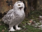Snowy Owl