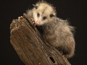 Female Opossum