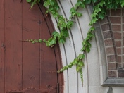 Church door vine