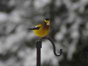 Evening Grosbeak Coccothraustes vespertinus
