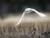 Snowy Owl