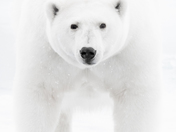Nanuq