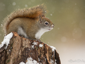 Red Squirrel in a snow storm