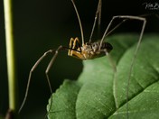 Beauty in small things