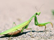Mantis