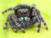 Tiny jumping spider macro shot up close.Mirror eyes,reflection.