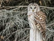  Barred Owl