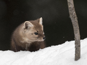 Pine Marten