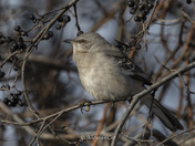 Northern Mockingbird