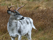 The almost white buck 